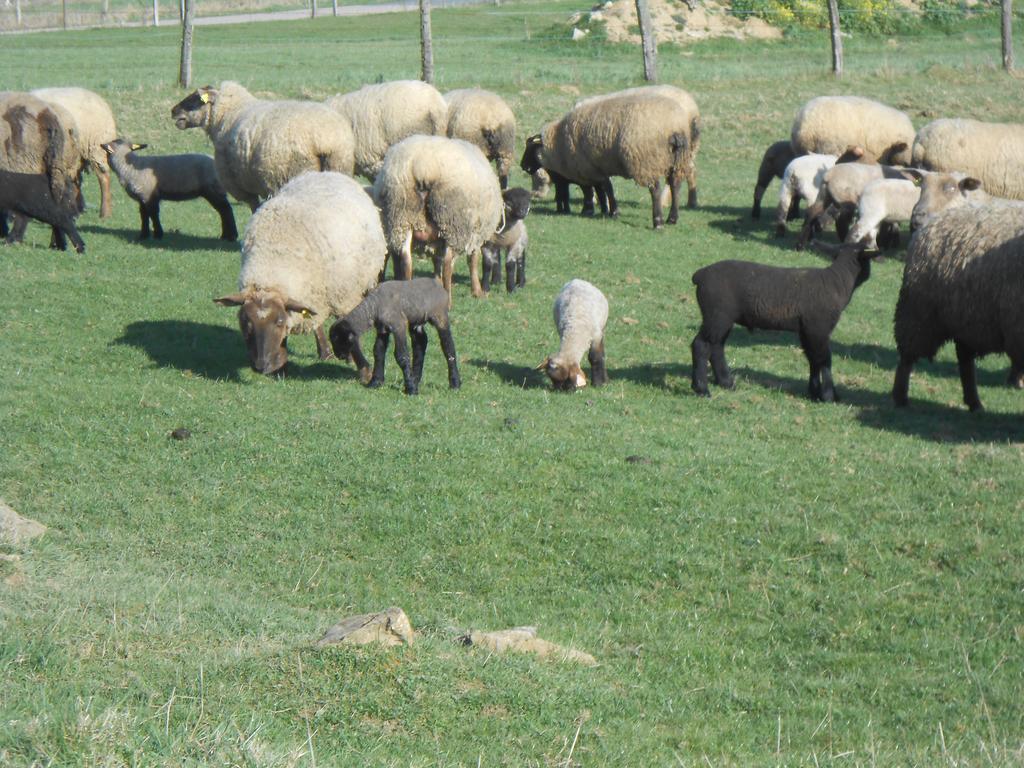 La Ferme Des 3 Suissesses Panzió Saint-Paul  Kültér fotó