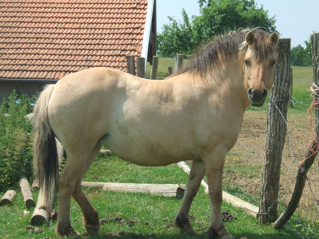 La Ferme Des 3 Suissesses Panzió Saint-Paul  Kültér fotó