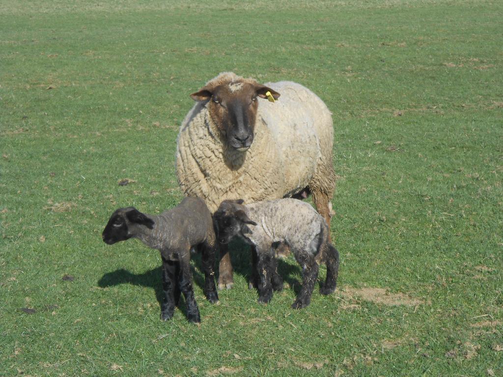 La Ferme Des 3 Suissesses Panzió Saint-Paul  Kültér fotó